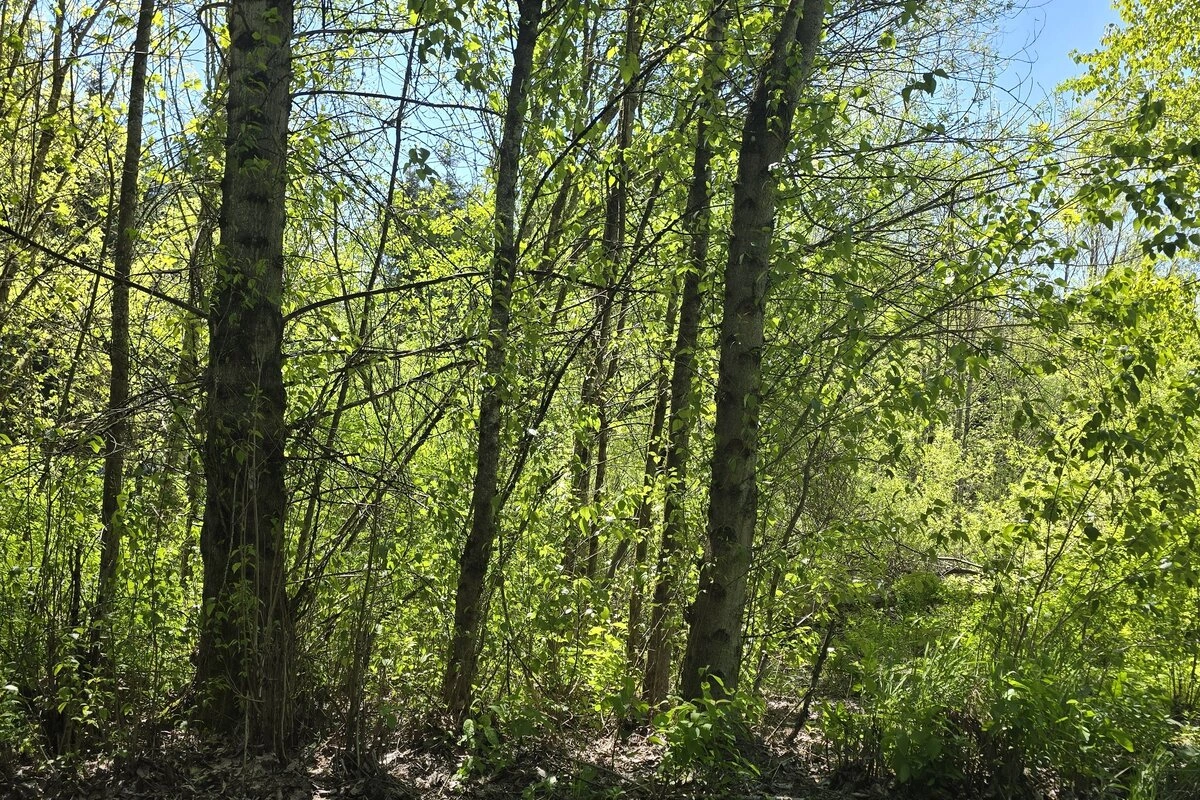 Forest Walk at Columbia Springs – Guided Nature Walk in Vancouver WA